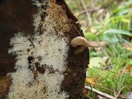 Attēlu rezultāti vaicājumam “Lentaria epichnoa”