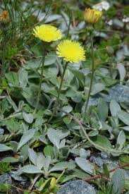 Image result for Hieracium pilosella