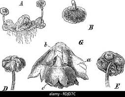 Attēlu rezultāti vaicājumam “Preissia quadrata”