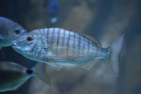 Image result for Lithognathus mormyrus