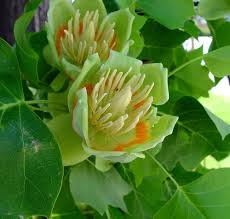 Attēlu rezultāti vaicājumam “Liriodendron tulipifera”