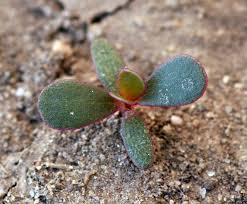 Attēlu rezultāti vaicājumam “Portulaca oleracea leaf”