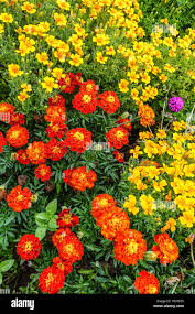Attēlu rezultāti vaicājumam “Tagetes flower”