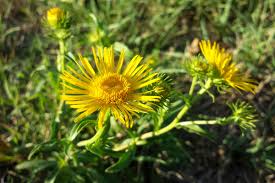 Attēlu rezultāti vaicājumam “Inula britannica leaf”