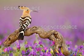 Attēlu rezultāti vaicājumam “Upupa epops”