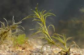 Attēlu rezultāti vaicājumam “Najas flexilis”