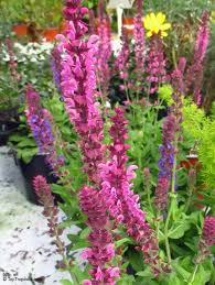 Attēlu rezultāti vaicājumam “Salvia nemorosa fruit”