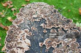 Attēlu rezultāti vaicājumam “Antrodia serialis”