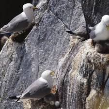 Attēlu rezultāti vaicājumam “Rissa tridactyla nest”