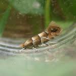 Attēlu rezultāti vaicājumam “Phyllonorycter nicellii”