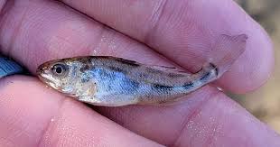 Image result for Sciaenops ocellatus