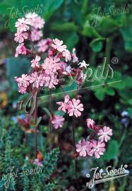 Image result for Silene dioica