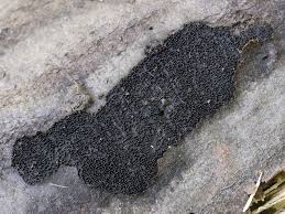 Attēlu rezultāti vaicājumam “Anthostoma decipiens”