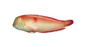 Image result for Xyrichtys novacula