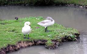 Image result for Sussex Swans