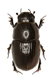 Attēlu rezultāti vaicājumam “Aphodius subterraneus”