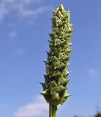 Image result for Adonis aestivalis