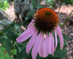 Attēlu rezultāti vaicājumam “Echinacea purpurea flower”