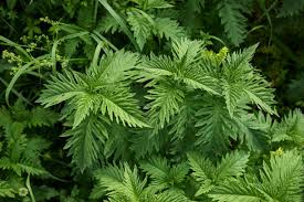 Attēlu rezultāti vaicājumam “Lycopus europaeus leaf”