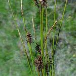 Attēlu rezultāti vaicājumam “Carex davalliana”