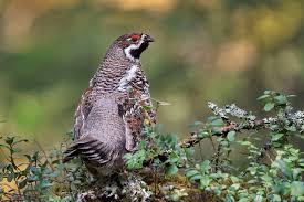 Attēlu rezultāti vaicājumam “Bonasa bonasia eggs”