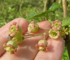 Attēlu rezultāti vaicājumam “Ribes nigrum flower”