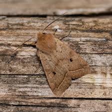 Attēlu rezultāti vaicājumam “Agrochola helvola imago”