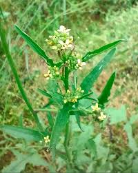 Attēlu rezultāti vaicājumam “Sisymbrium loeselii leaf”