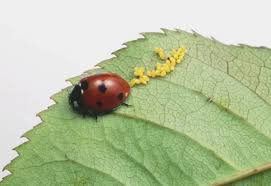 Attēlu rezultāti vaicājumam “Coccinella septempunctata”