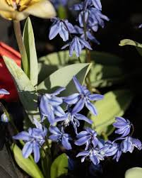 Attēlu rezultāti vaicājumam “Scilla siberica leaf”