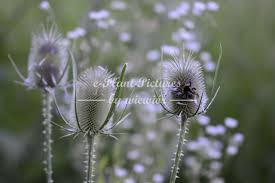 Attēlu rezultāti vaicājumam “Dipsacus fullonum flower”
