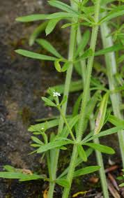 Image result for Galium aparine