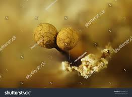 Attēlu rezultāti vaicājumam “Cribraria rufa spores”