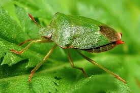 Attēlu rezultāti vaicājumam “Palomena prasina imago”