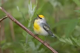 Image result for Vermivora chrysoptera