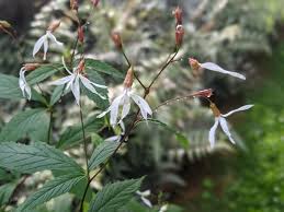 Attēlu rezultāti vaicājumam “Gillenia trifoliata flower”