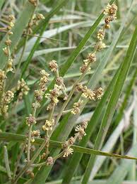 Attēlu rezultāti vaicājumam “Atriplex littoralis leaf”