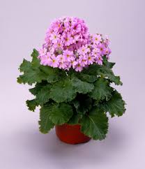 Image result for Primula malacoides