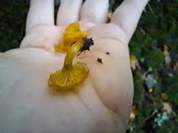 Attēlu rezultāti vaicājumam “Pseudotaxiphyllum elegans macro”