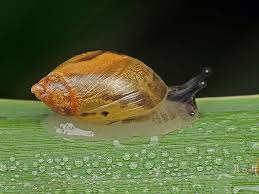 Attēlu rezultāti vaicājumam “Succinea”