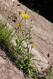 Image result for Buphthalmum salicifolium