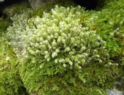 Attēlu rezultāti vaicājumam “Racomitrium heterostichum”