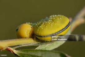 Attēlu rezultāti vaicājumam “Cimbex luteus”