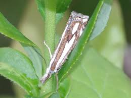 Attēlu rezultāti vaicājumam “Crambus hamella”