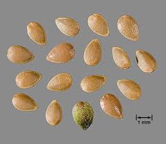 Attēlu rezultāti vaicājumam “Urtica dioica fruit”