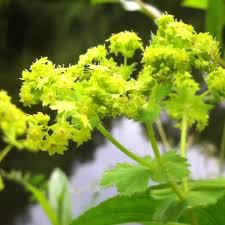 Image result for Alchemilla vulgaris