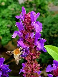 Attēlu rezultāti vaicājumam “Salvia nemorosa fruit”
