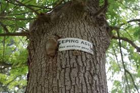Attēlu rezultāti vaicājumam “Fraxinus excelsior Pendula fruit”