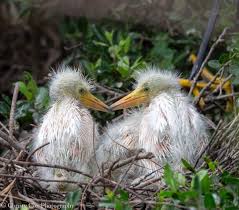 Image result for Egretta thula