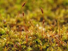 Attēlu rezultāti vaicājumam “Platygyrium repens”